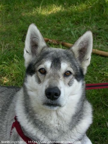 Photo de Husky siberien