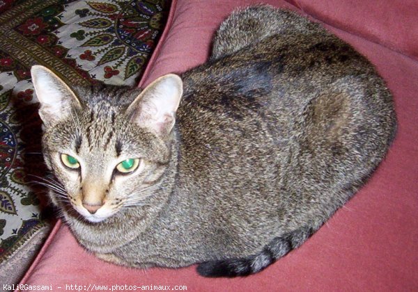 Photo d'Ocicat