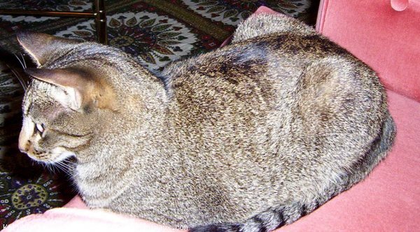 Photo d'Ocicat