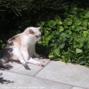 Photo de Chat domestique