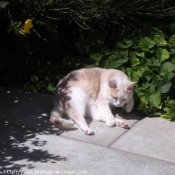 Photo de Chat domestique