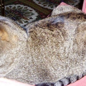 Photo d'Ocicat