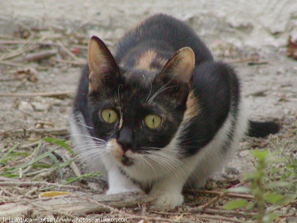 Photo de Chat domestique