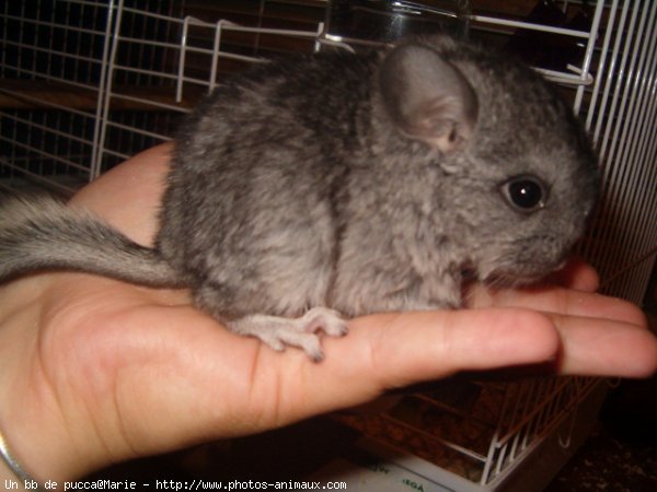 Photo de Chinchilla