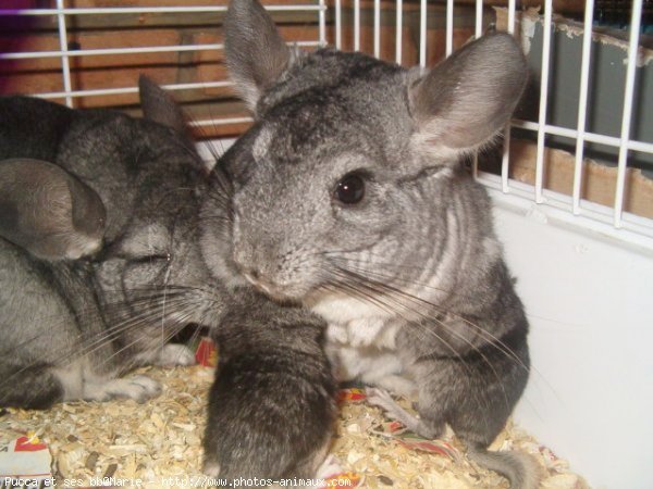 Photo de Chinchilla