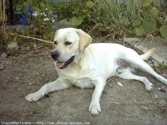 Photo de Labrador retriever