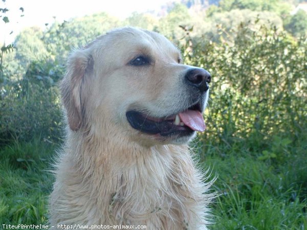 Photo de Golden retriever