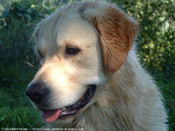 Photo de Golden retriever