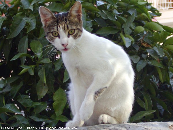 Photo de Chat domestique