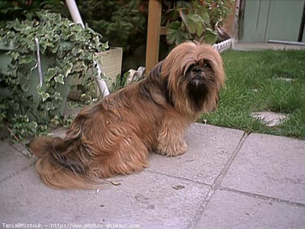 Photo de Lhassa apso