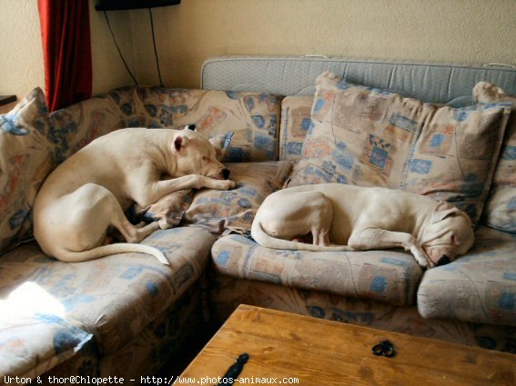 Photo de Dogue argentin