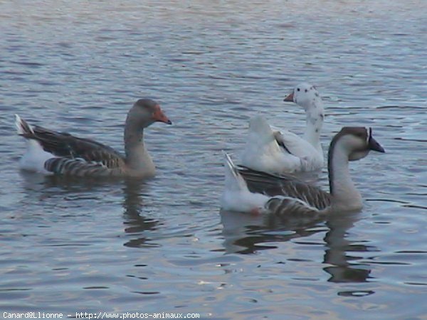 Photo de Canard