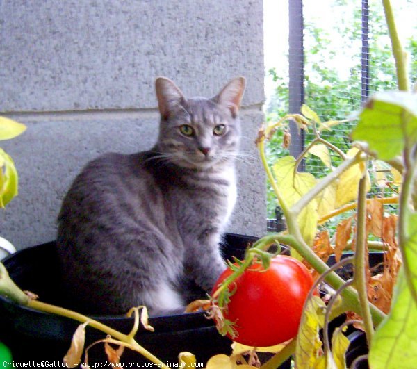 Photo de Chat domestique