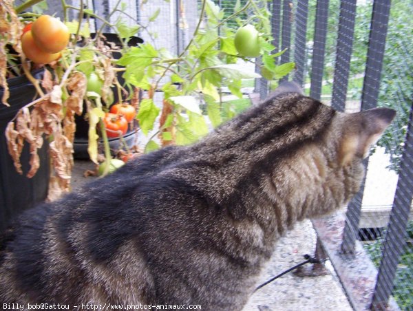 Photo de Chat domestique