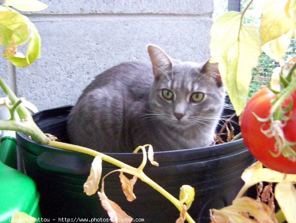 Photo de Chat domestique