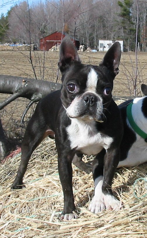 Photo de Boston terrier