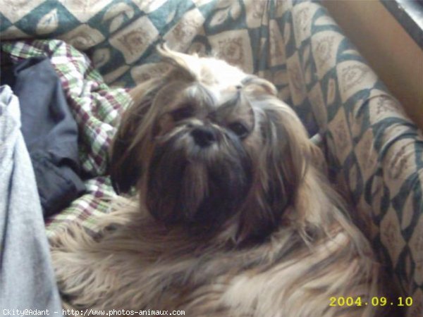 Photo de Shih tzu