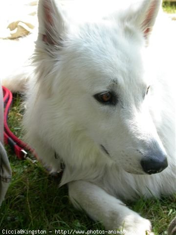 Photo de Berger blanc suisse