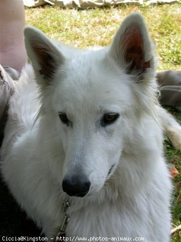 Photo de Berger blanc suisse