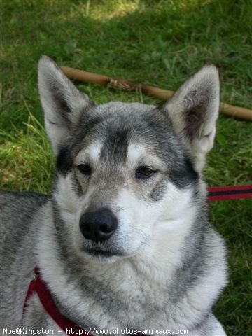 Photo de Husky siberien