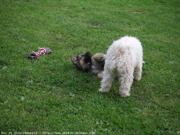 Photo de Races diffrentes