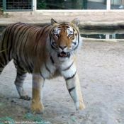 Photo de Tigre