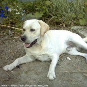 Photo de Labrador retriever