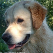 Photo de Golden retriever