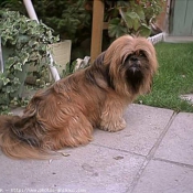 Photo de Lhassa apso