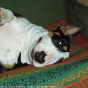 Photo de Bull terrier miniature