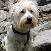 Photo de West highland white terrier