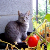 Photo de Chat domestique