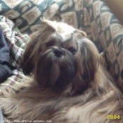 Photo de Shih tzu