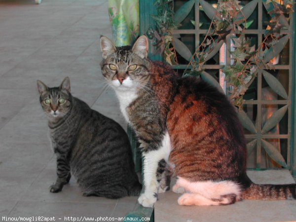 Photo de Chat domestique