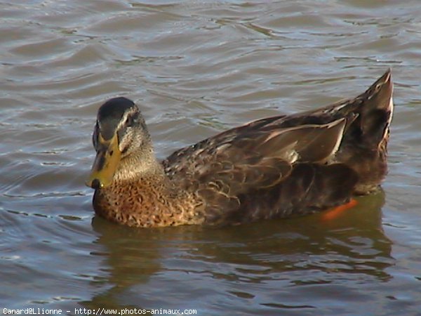 Photo de Canard