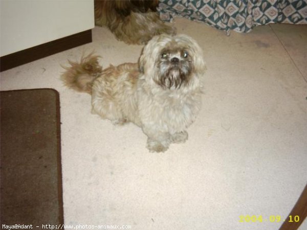 Photo de Shih tzu