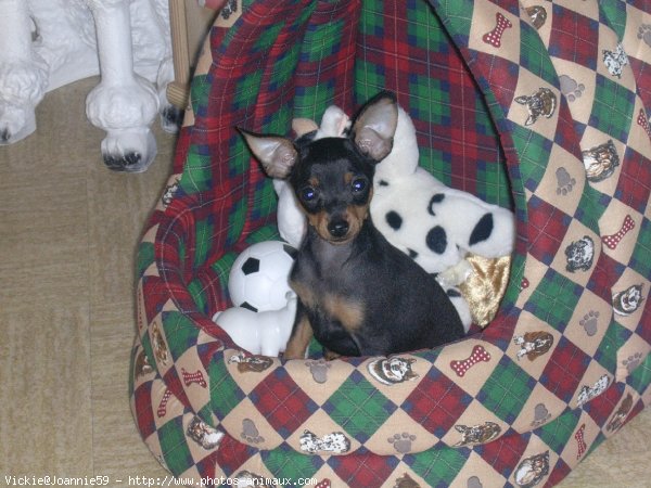 Photo de Pinscher nain