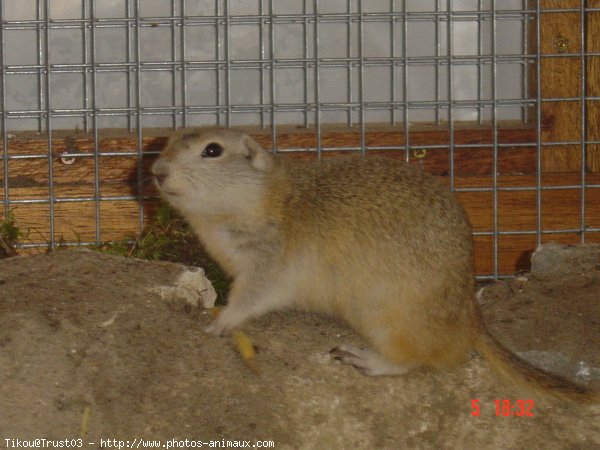 Photo de Chien de prairie