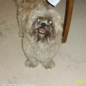 Photo de Shih tzu