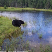 Photo d'Ours