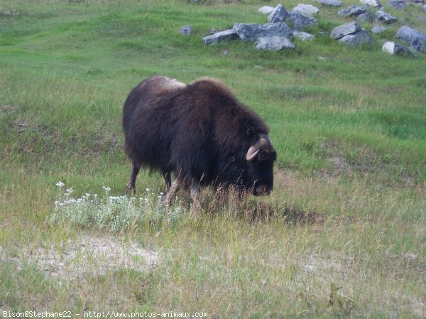 Photo de Bison