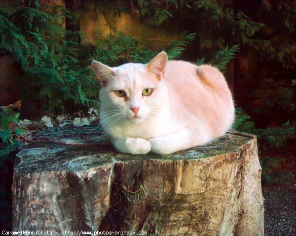 Photo de Chat domestique