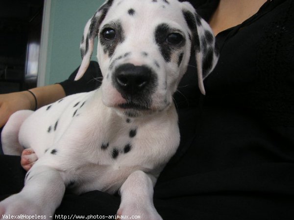 Photo de Dalmatien