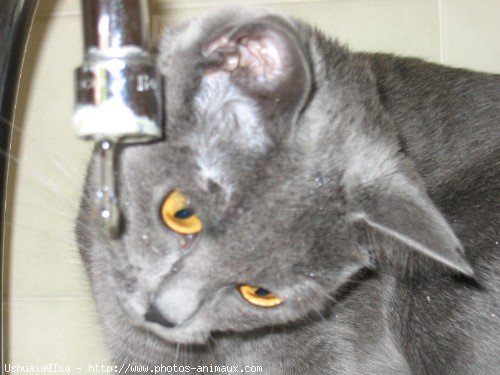 Photo de Chartreux