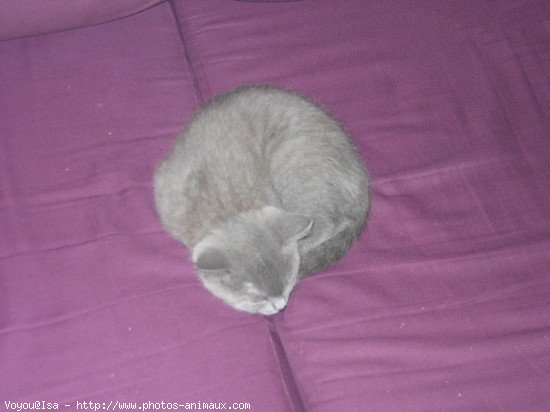 Photo de Chartreux