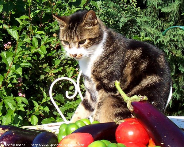 Photo de Chat domestique