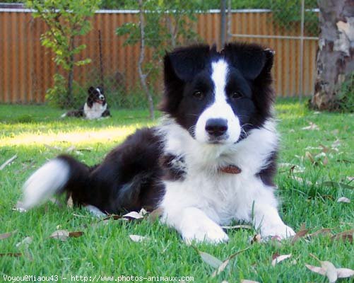 Photo de Border collie