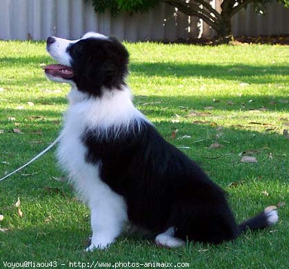 Photo de Border collie