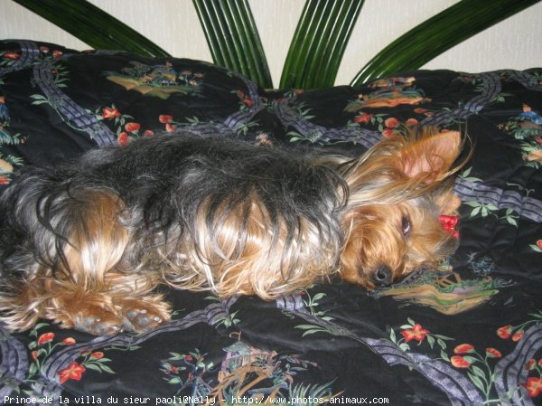 Photo de Yorkshire terrier