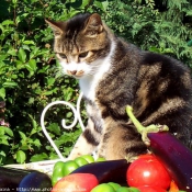 Photo de Chat domestique